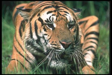 Der Tiger symbolisiert die weibliche Seite